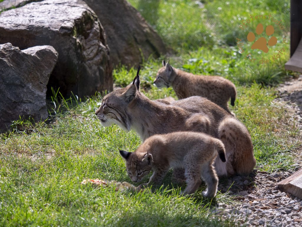 Europ_ischer_Luchs_6250211