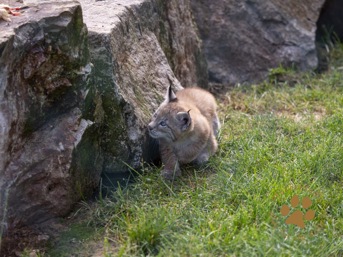 Europ_ischer_Luchs_6250250