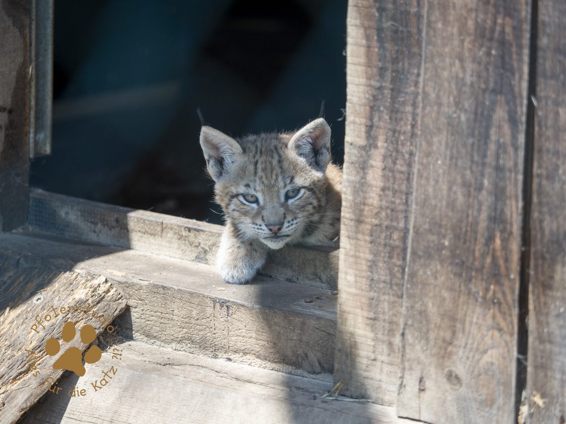 Europ_ischer_Luchs_6250256