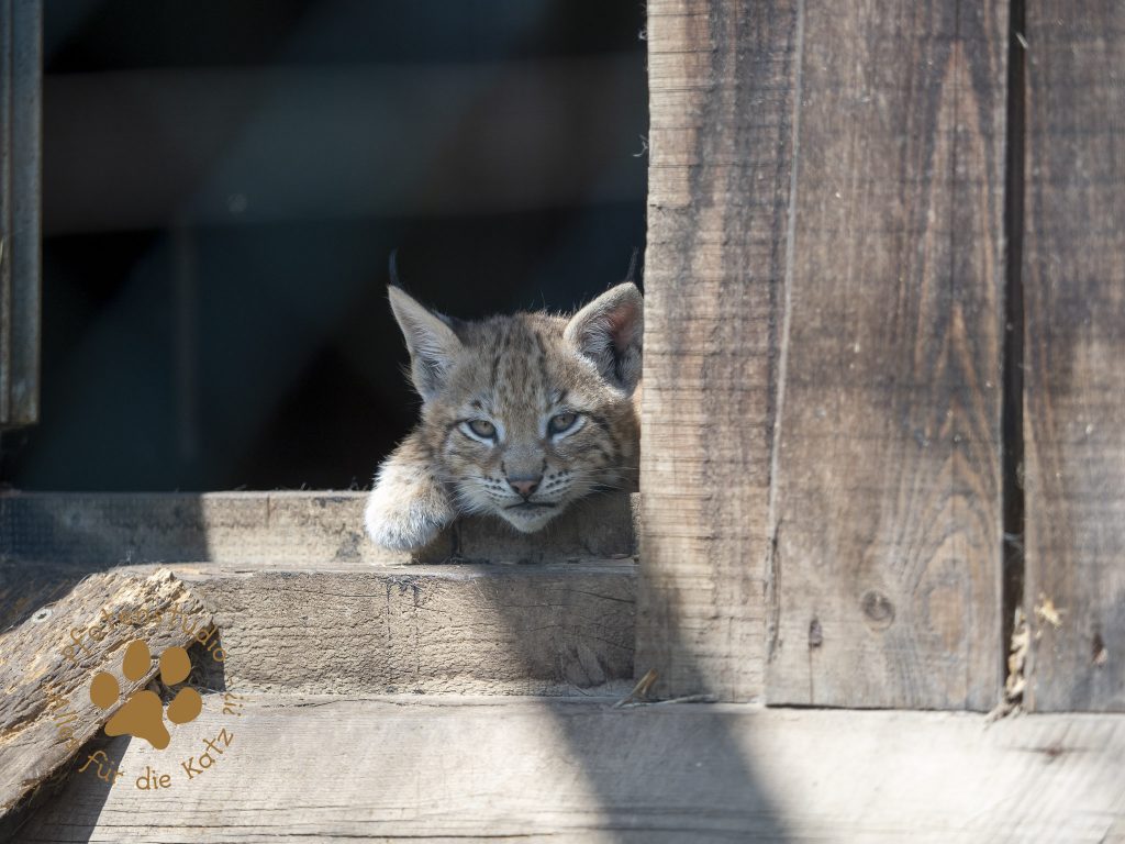 Europ_ischer_Luchs_6250274