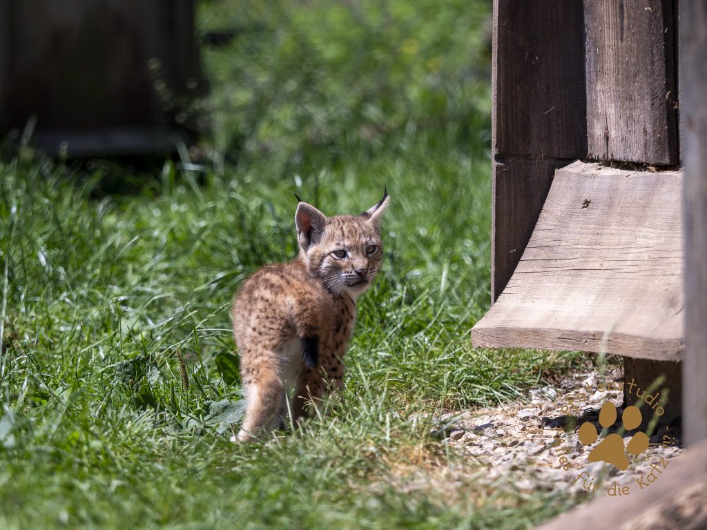 Europ_ischer_Luchs_6250289-2
