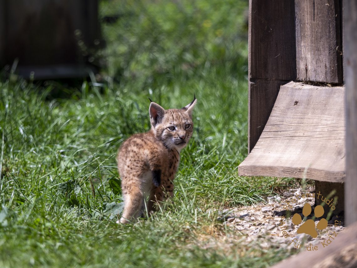 Europ_ischer_Luchs_6250289-2