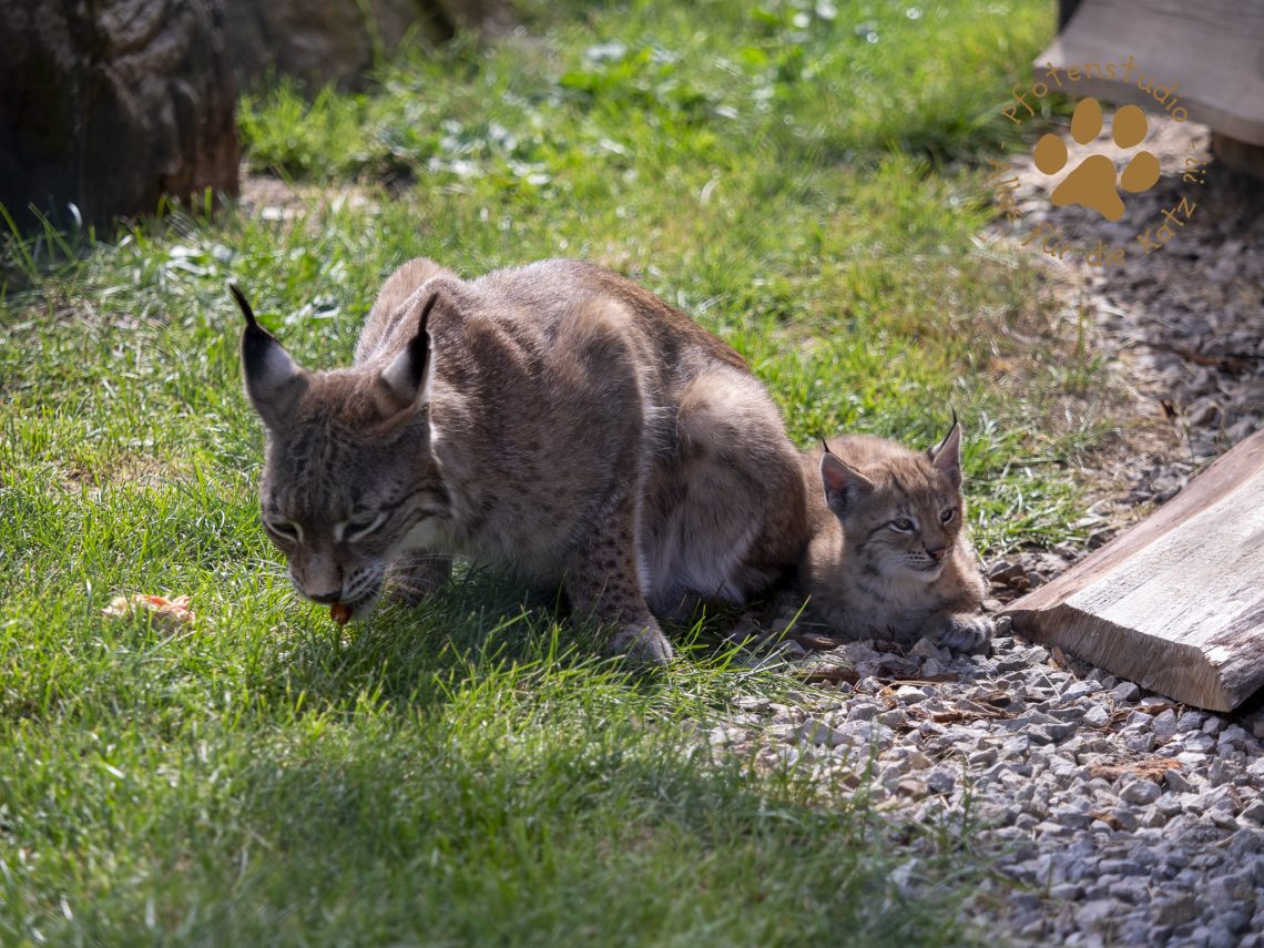 Europ_ischer_Luchs_6250326