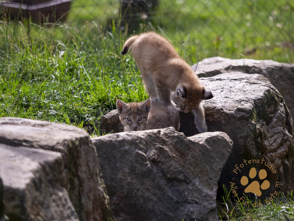 Europ_ischer_Luchs_6250343