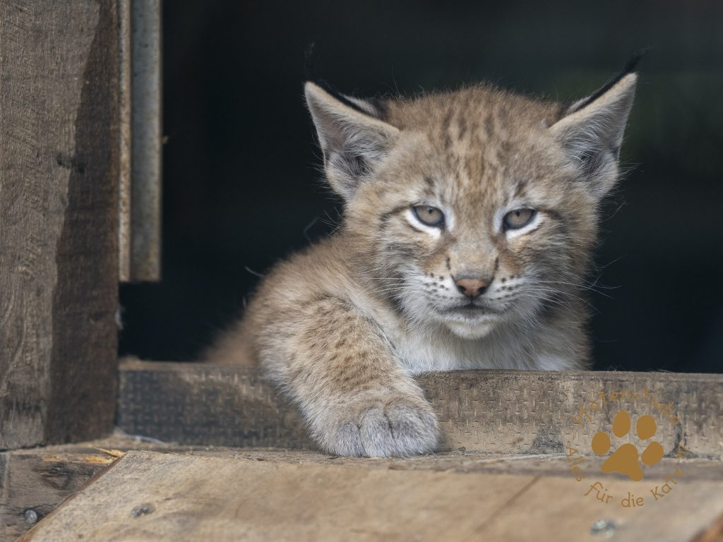 Europ_ischer_Luchs_6250360-2