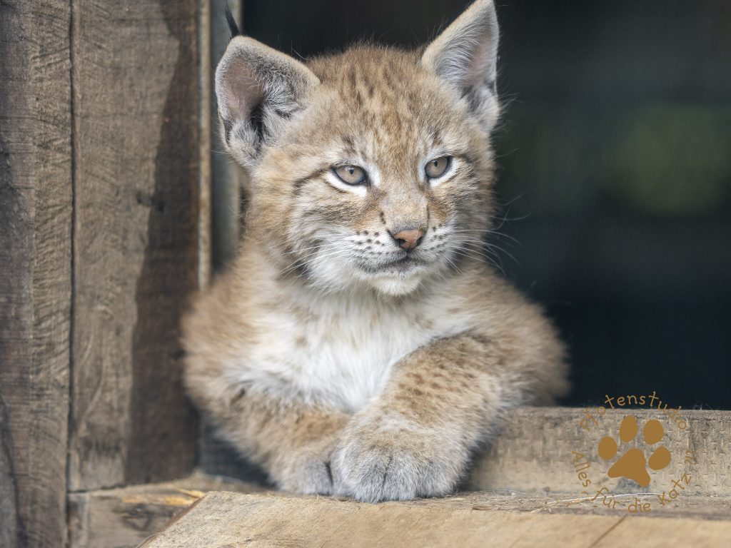 Europ_ischer_Luchs_6250363-2