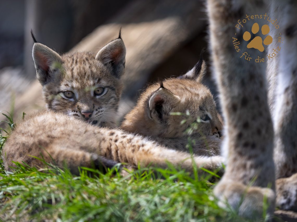 Europ_ischer_Luchs_6250371