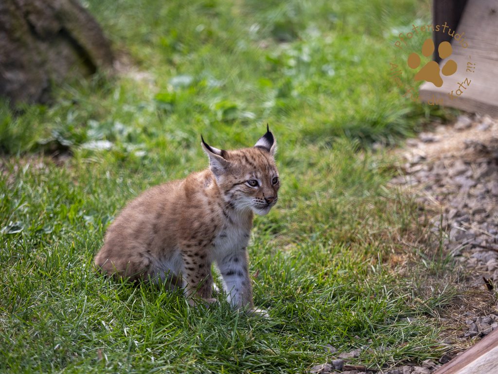 Europ_ischer_Luchs_6250385