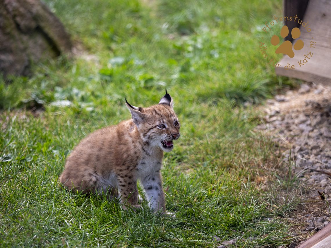 Europ_ischer_Luchs_6250387