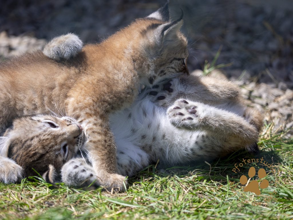 Europ_ischer_Luchs_6250389