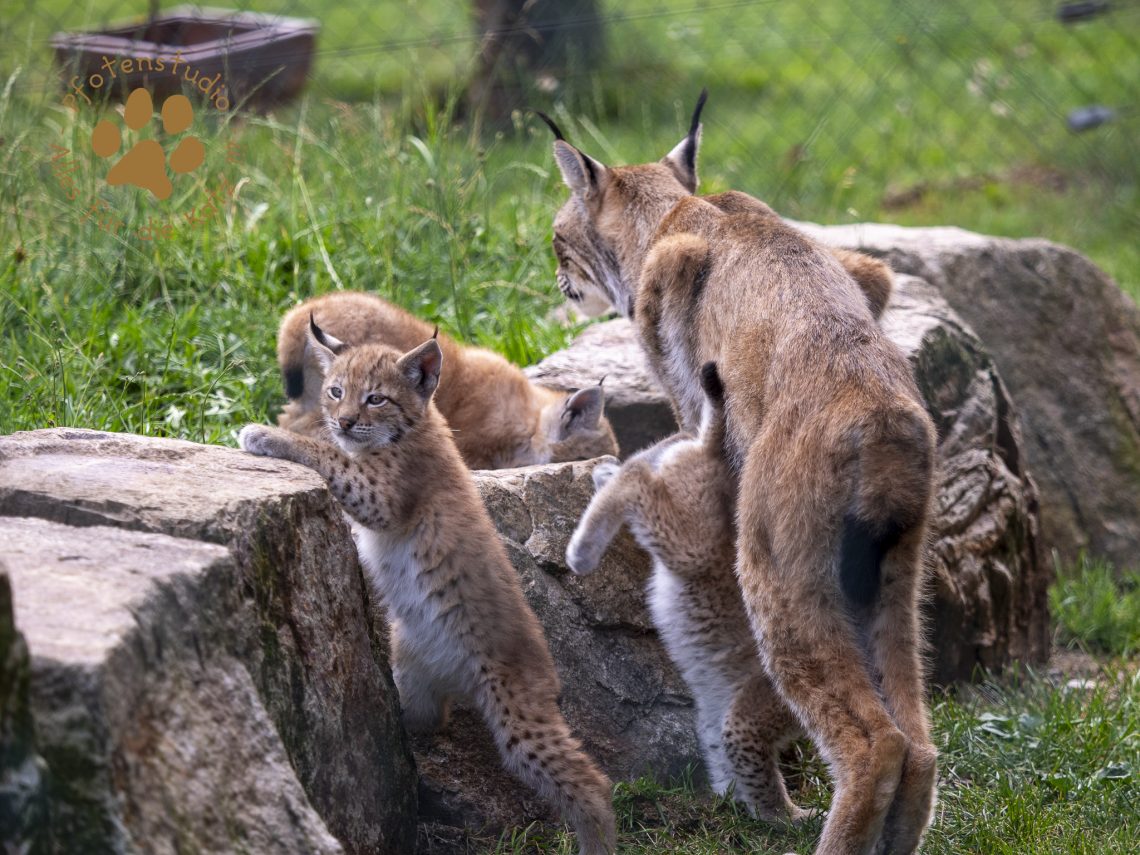 Europ_ischer_Luchs_6250413