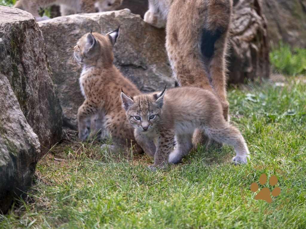 Europ_ischer_Luchs_6250424_1