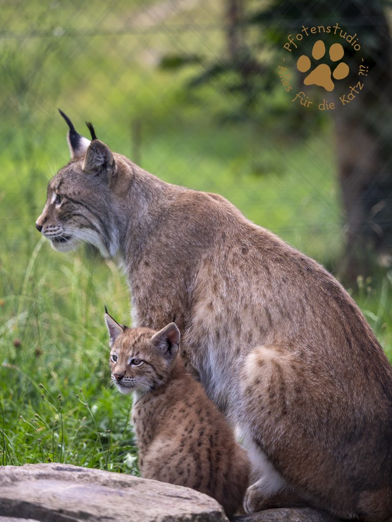 Europ_ischer_Luchs_6250437