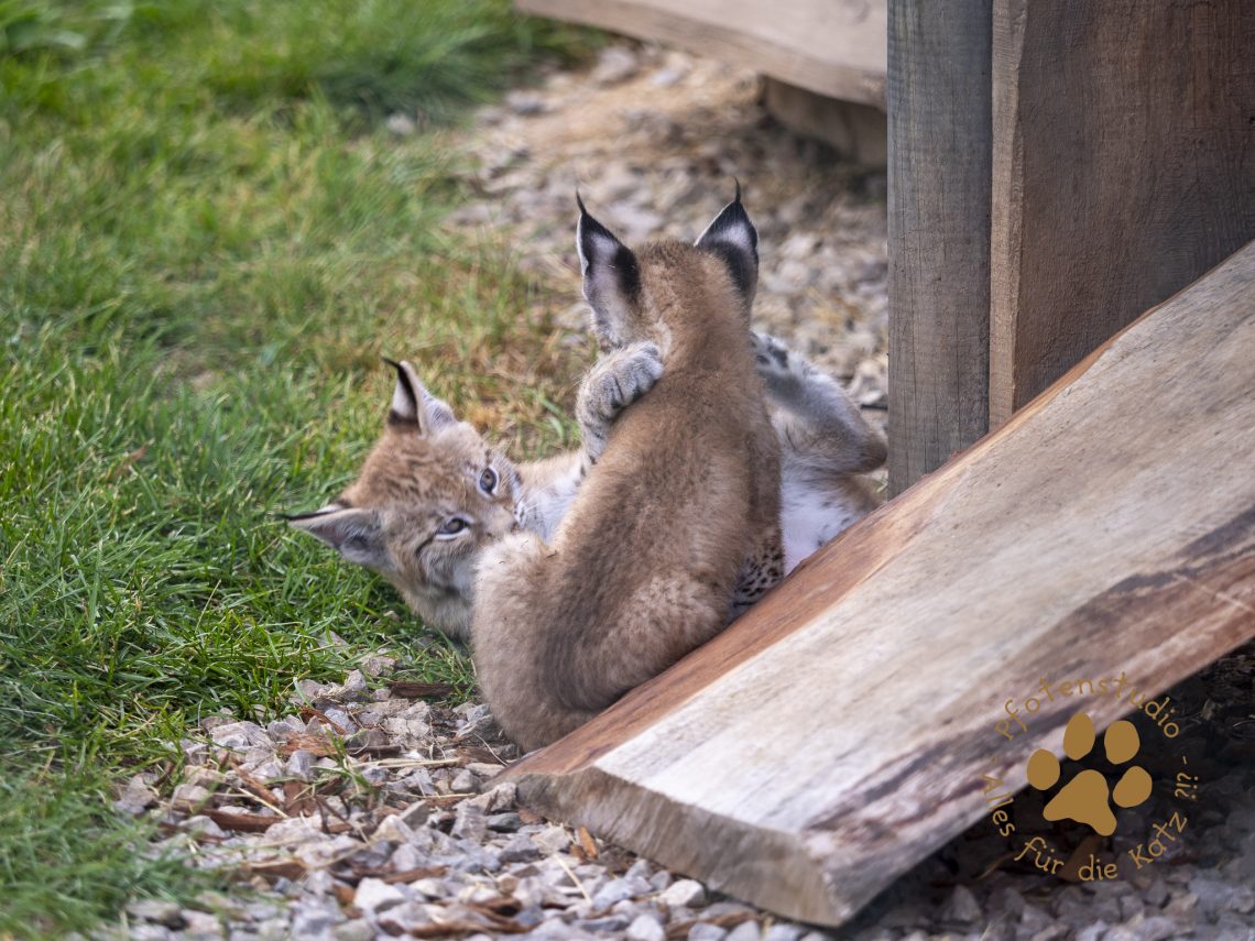 Europ_ischer_Luchs_6250450