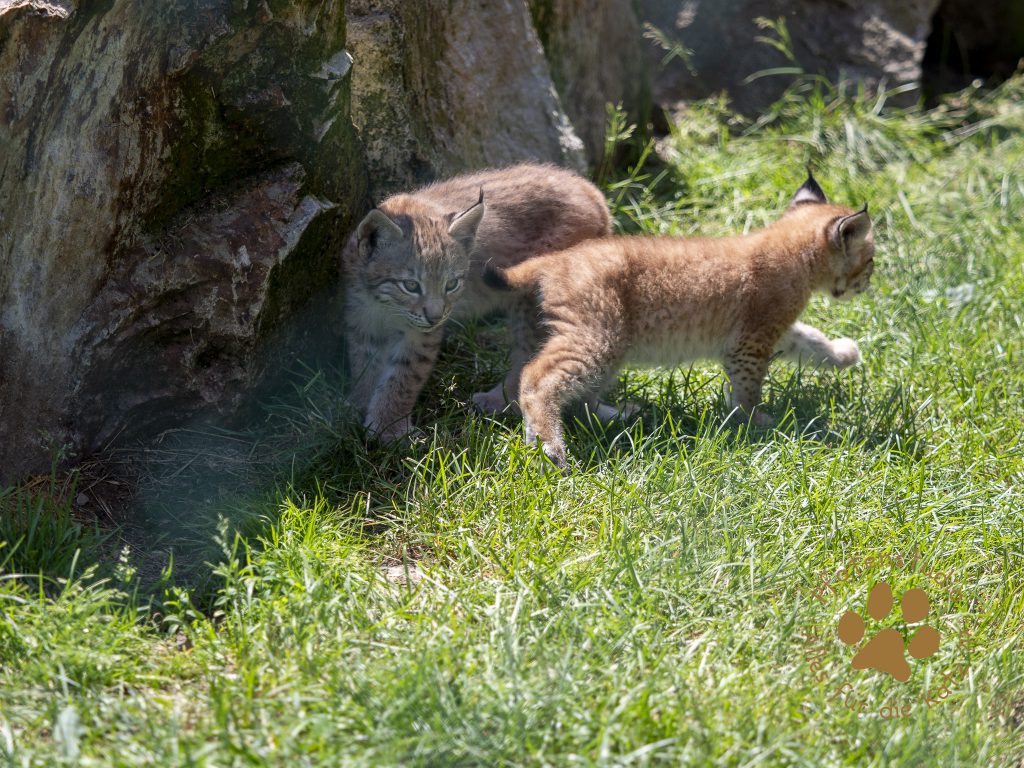 Europ_ischer_Luchs_6250468