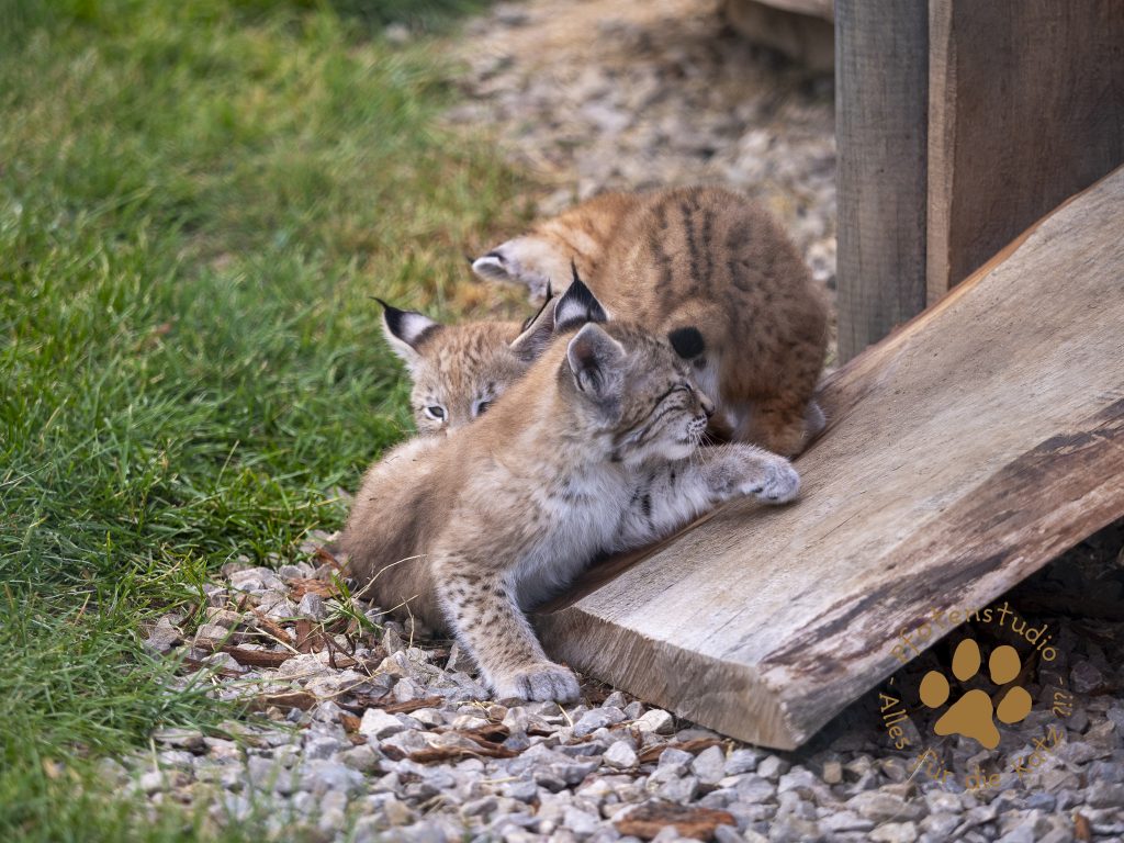 Europ_ischer_Luchs_6250475
