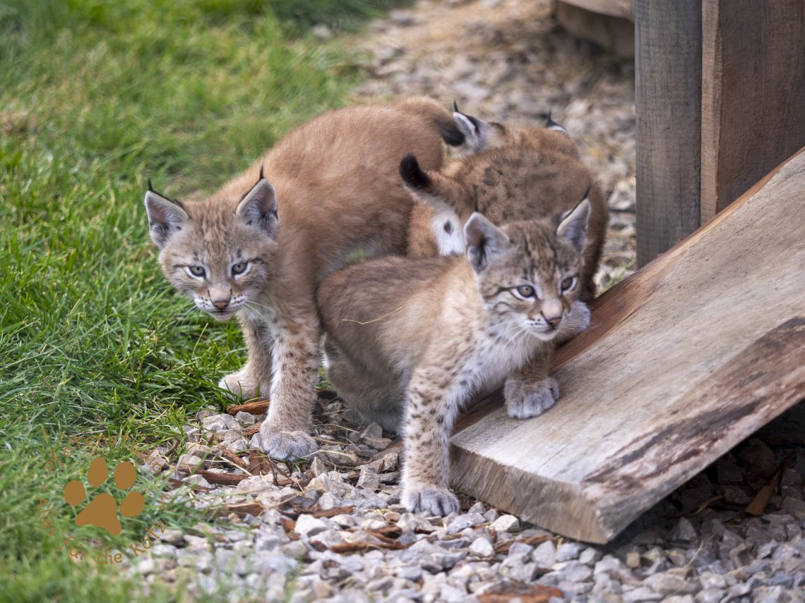 Europ_ischer_Luchs_6250477
