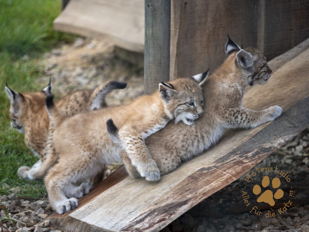 Europ_ischer_Luchs_6250482