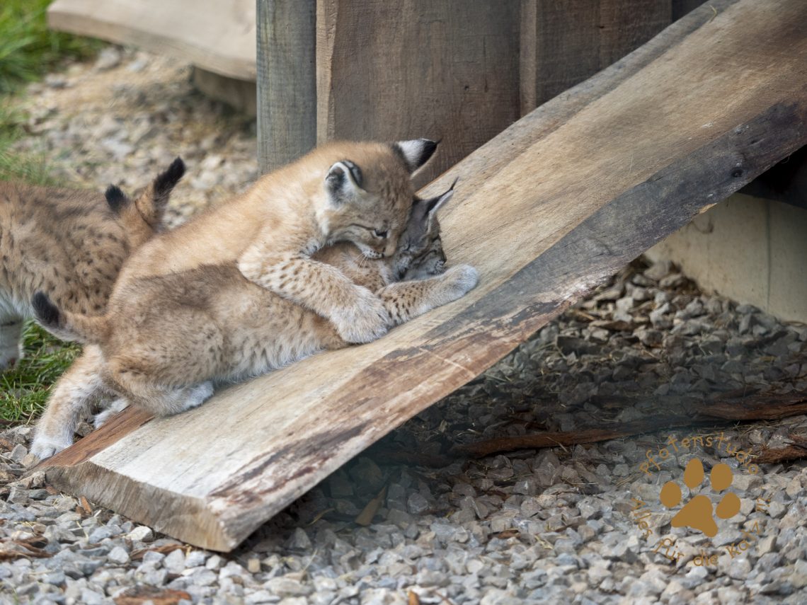 Europ_ischer_Luchs_6250485