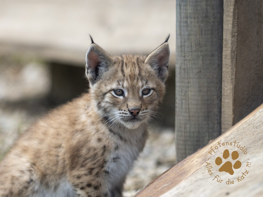 Europ_ischer_Luchs_6250489-2