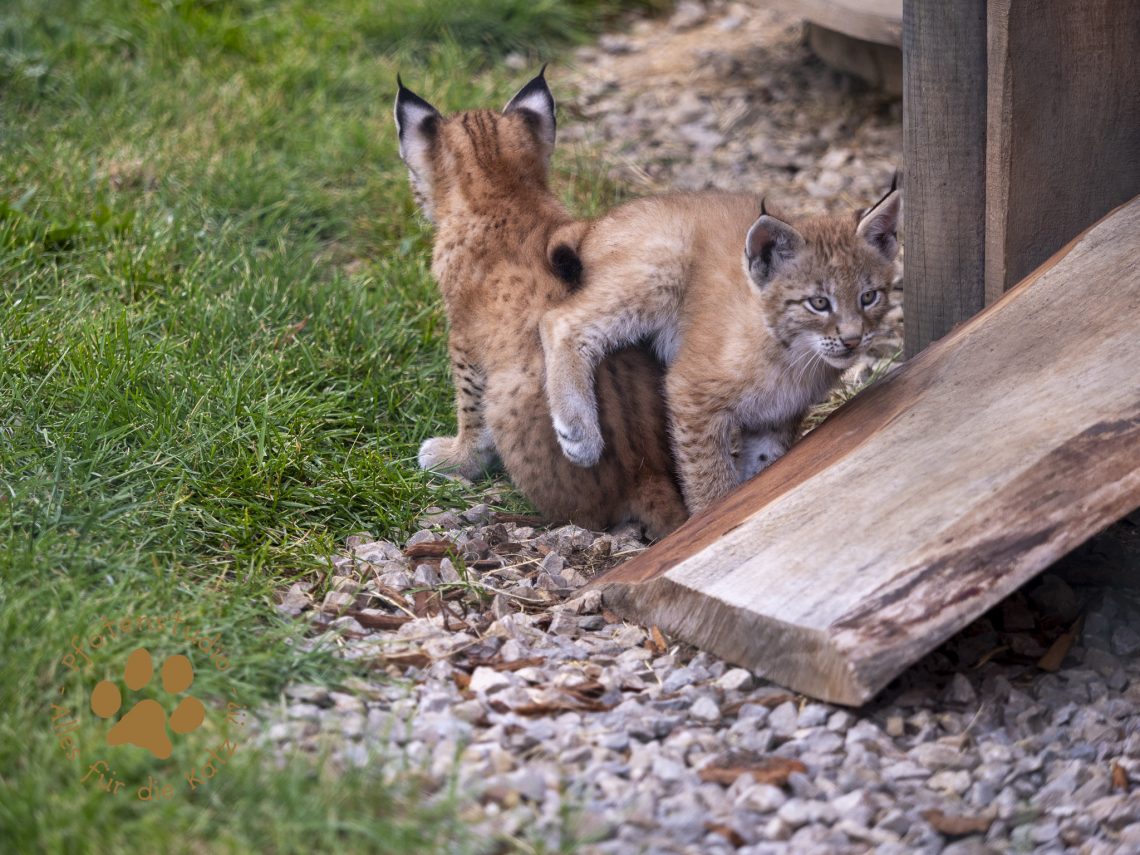 Europ_ischer_Luchs_6250491