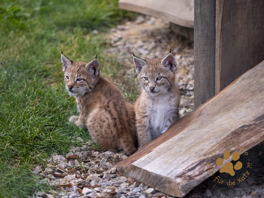 Europ_ischer_Luchs_6250507