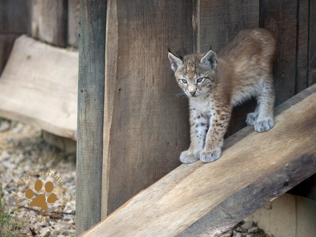 Europ_ischer_Luchs_6250523