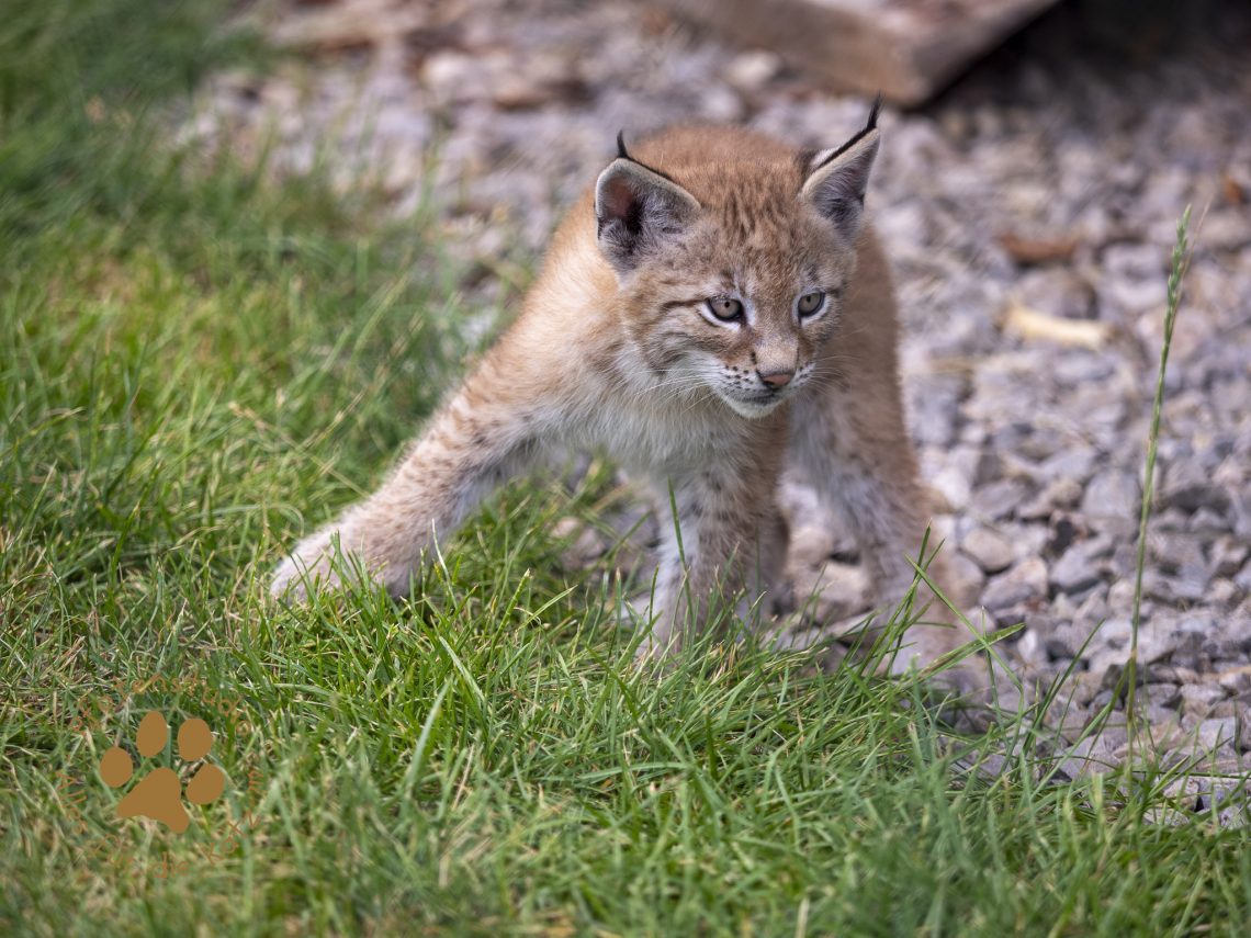 Europ_ischer_Luchs_6250526