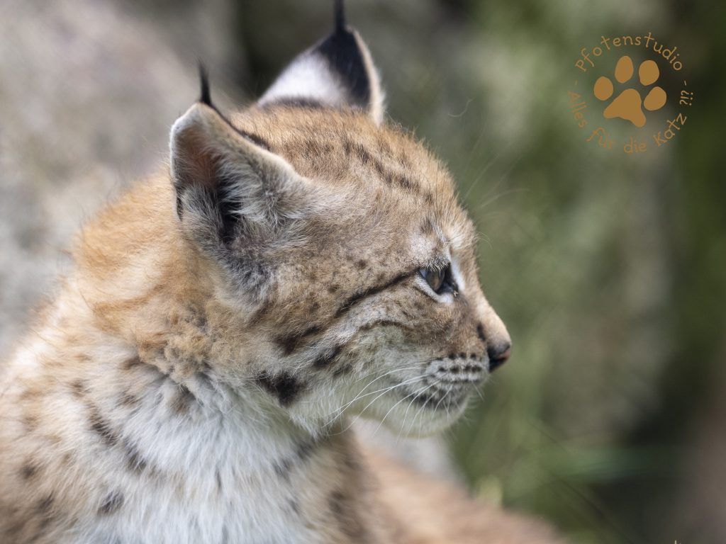Europ_ischer_Luchs_6250530-2