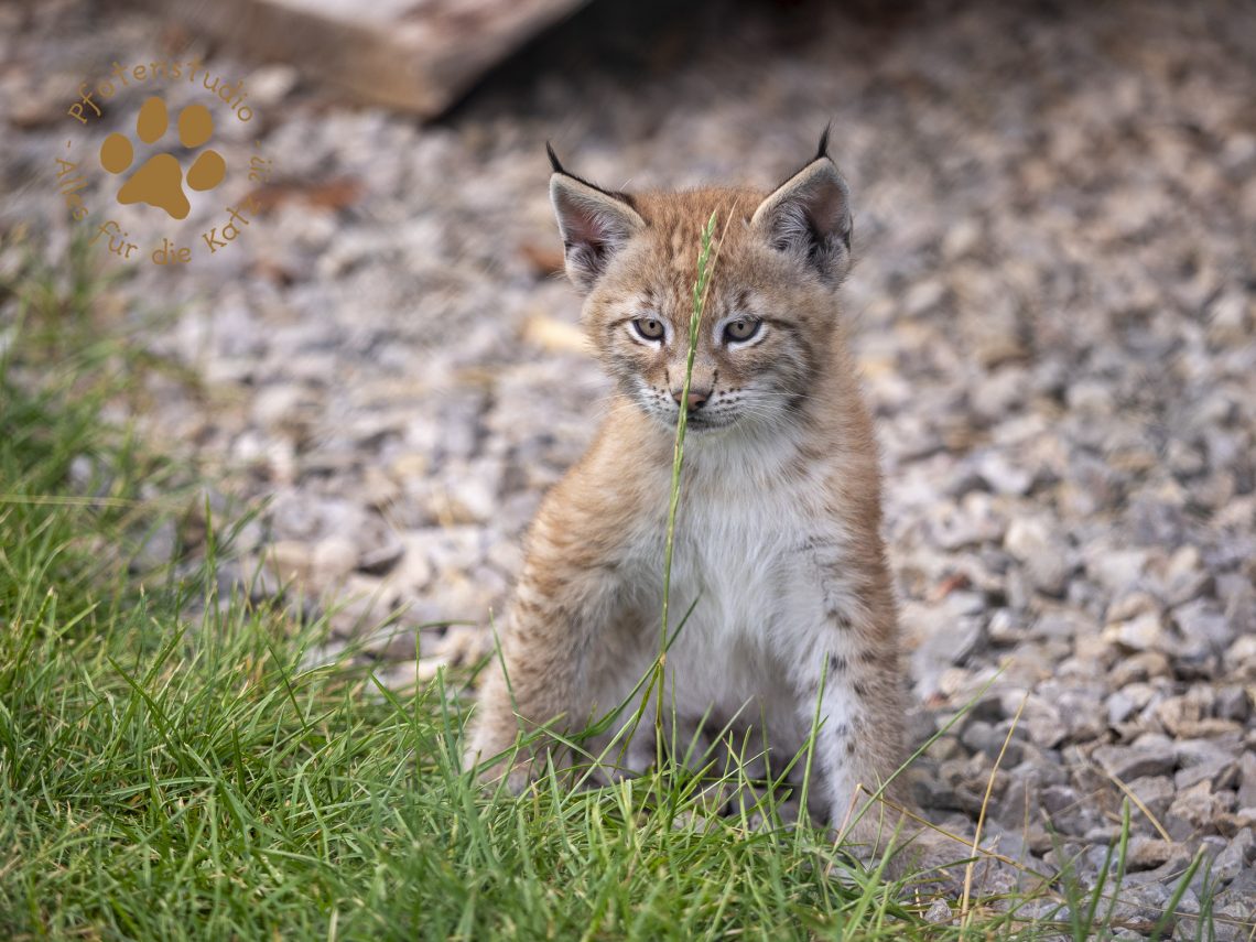 Europ_ischer_Luchs_6250535