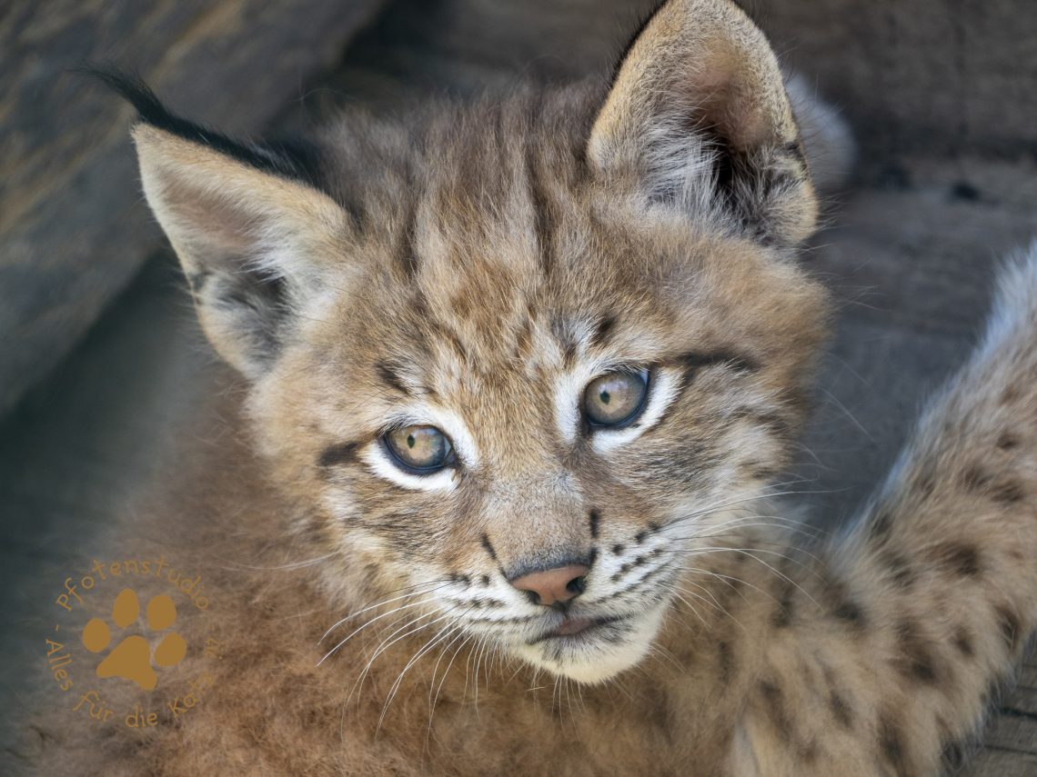 Europ_ischer_Luchs_6250536