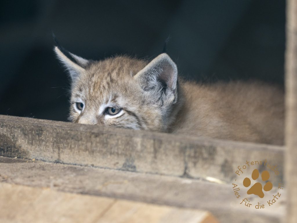 Europ_ischer_Luchs_6250536-2