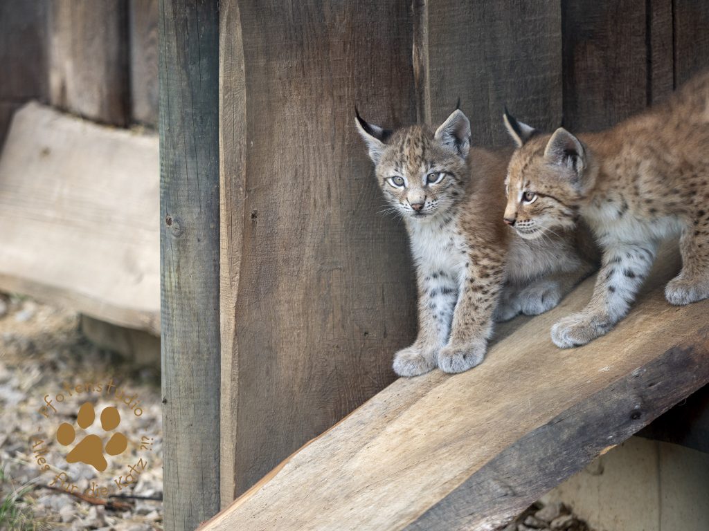 Europ_ischer_Luchs_6250538