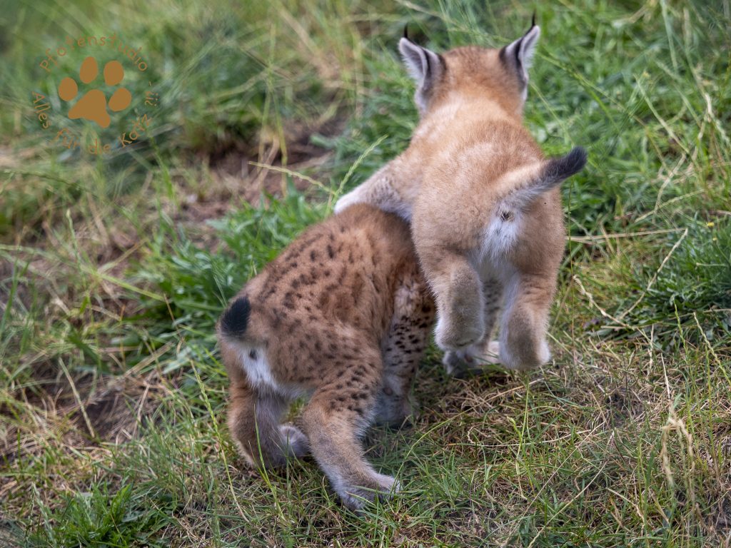 Europ_ischer_Luchs_6250553