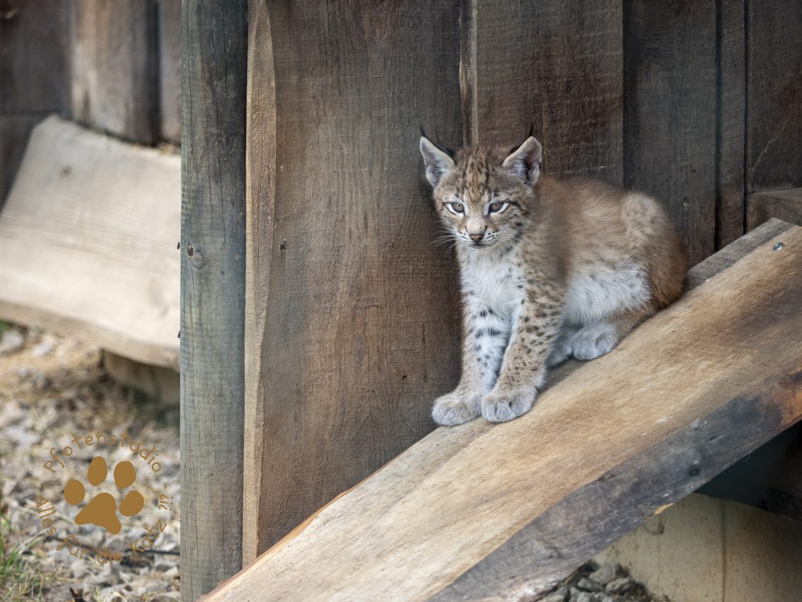 Europ_ischer_Luchs_6250557