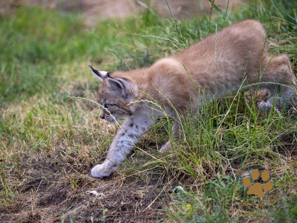 Europ_ischer_Luchs_6250567