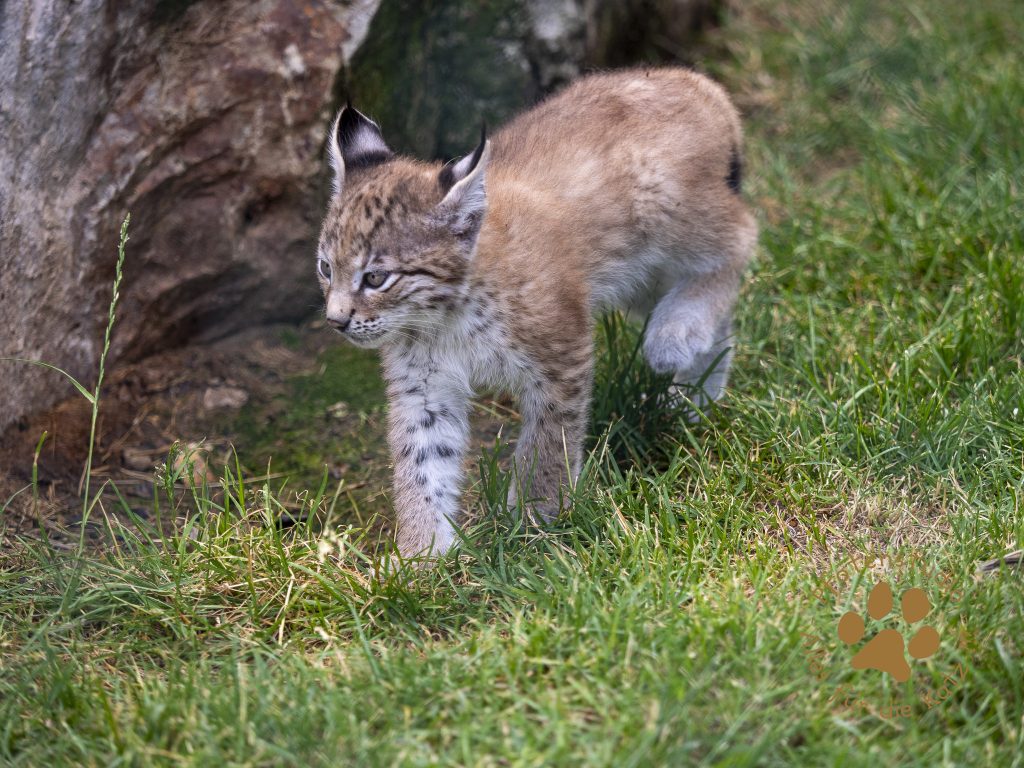 Europ_ischer_Luchs_6250571