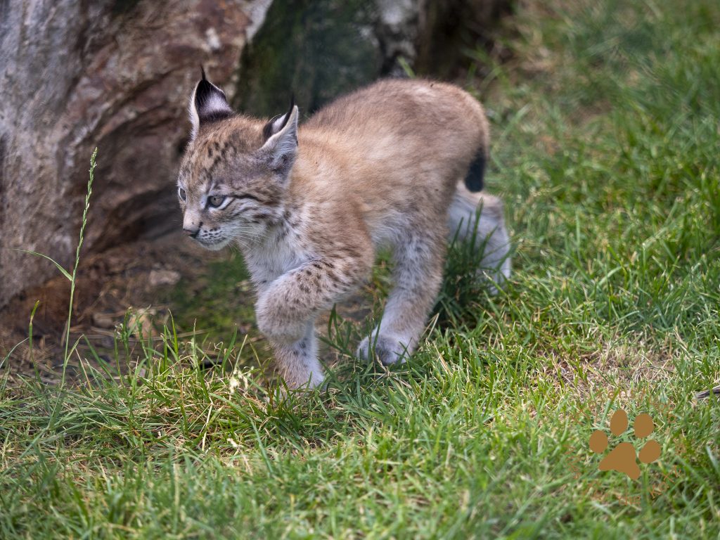 Europ_ischer_Luchs_6250575