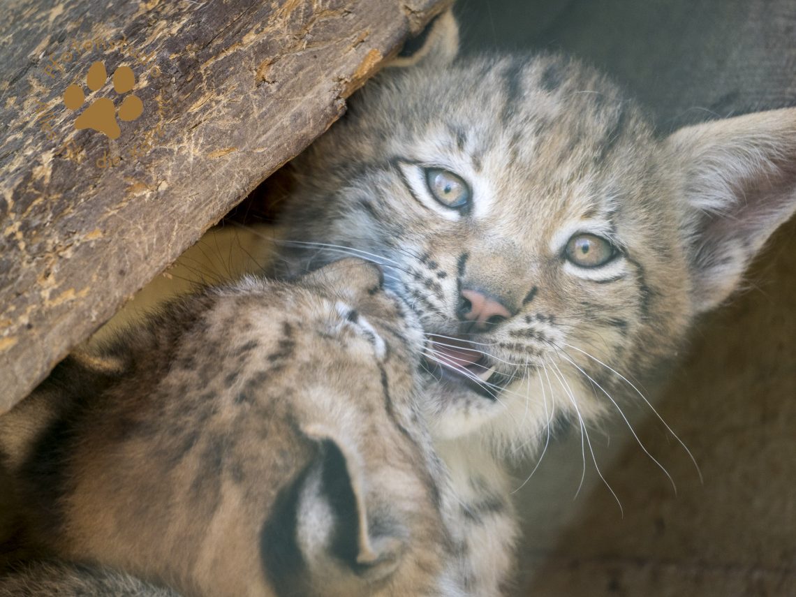 Europ_ischer_Luchs_6250577
