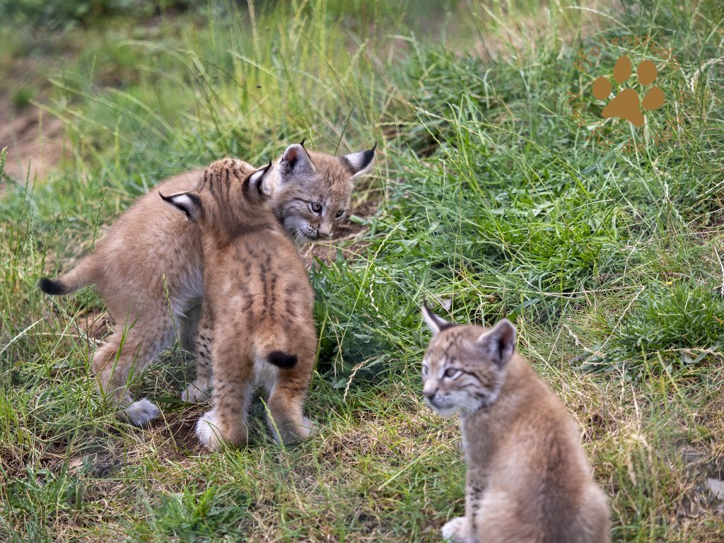 Europ_ischer_Luchs_6250580