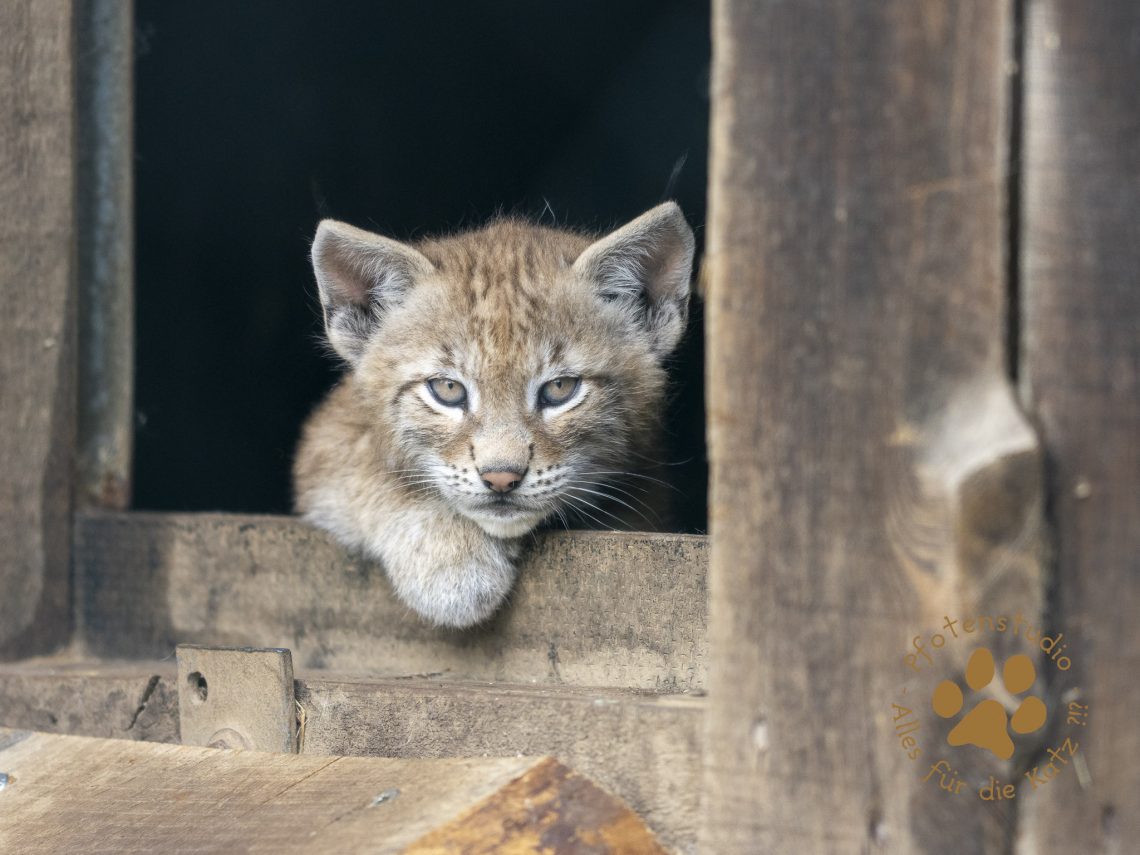 Europ_ischer_Luchs_6250580-2