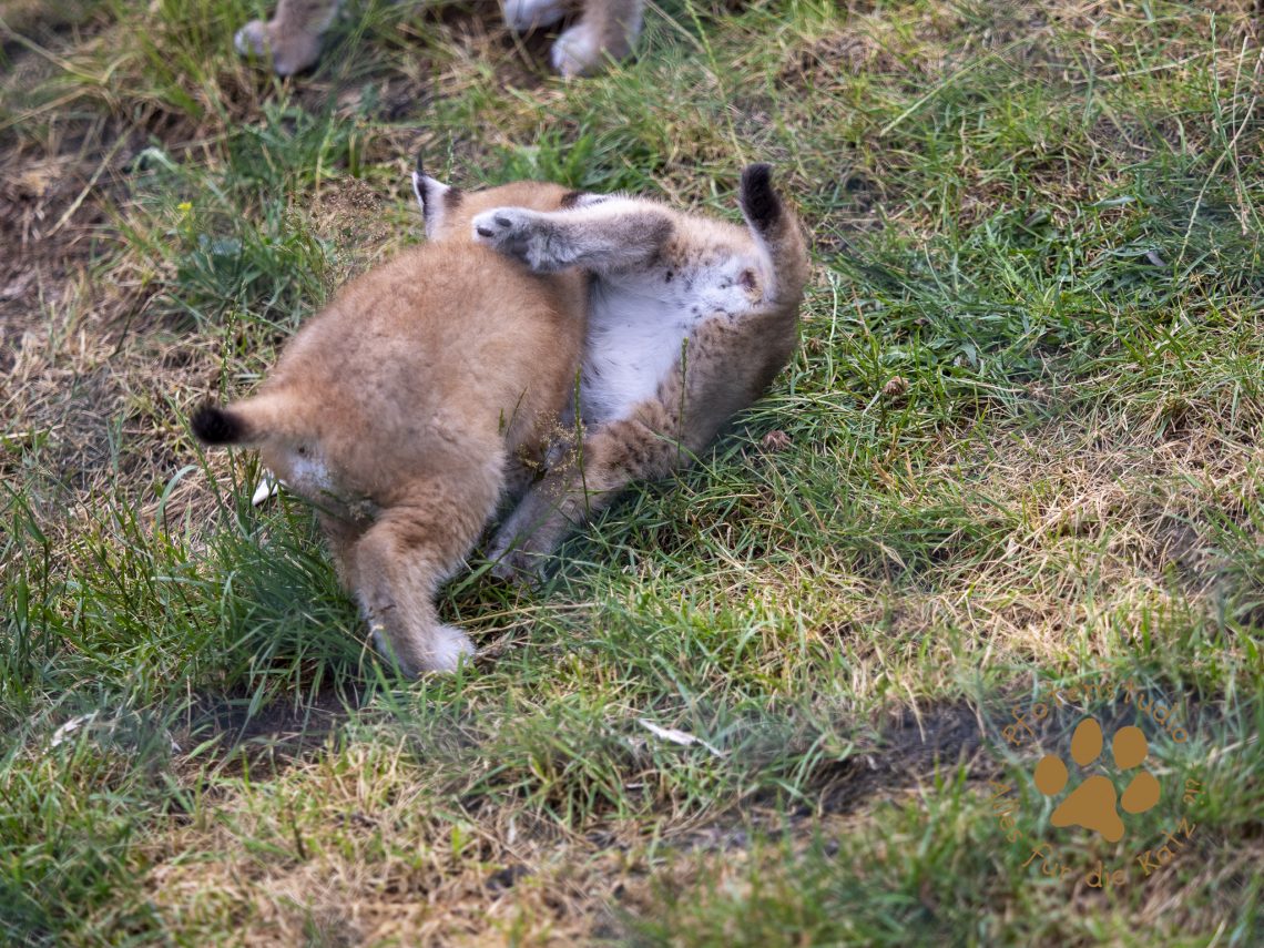 Europ_ischer_Luchs_6250591