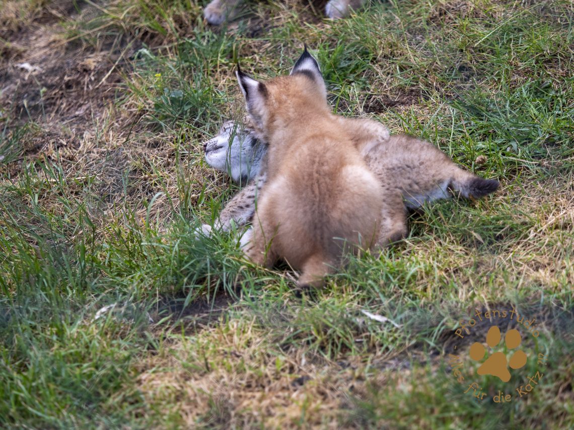 Europ_ischer_Luchs_6250598
