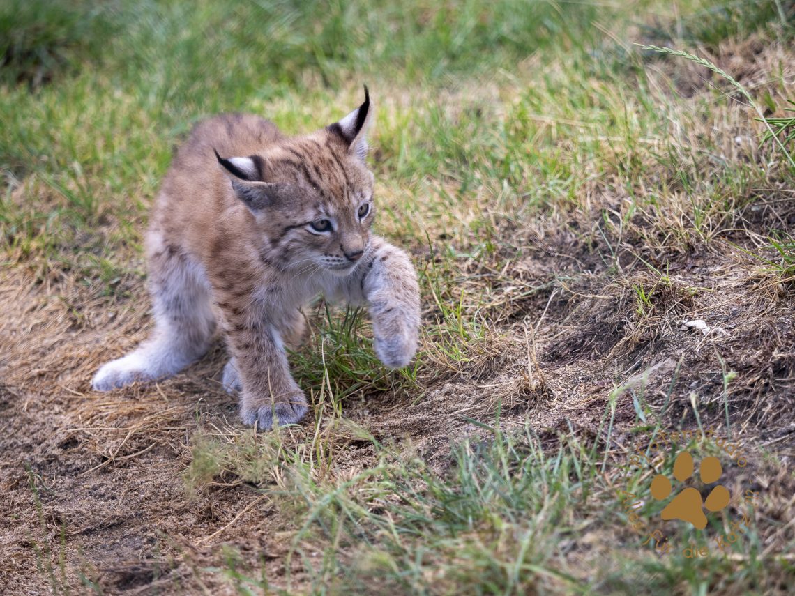 Europ_ischer_Luchs_6250604