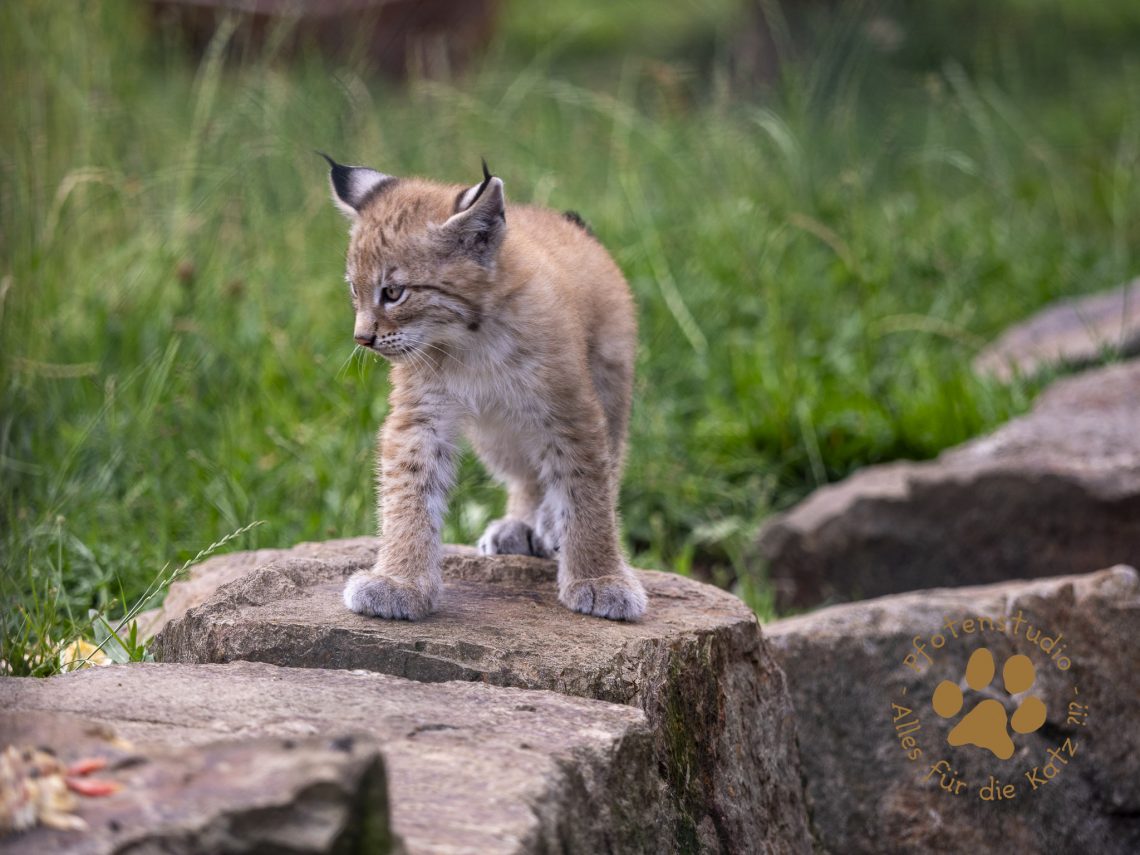 Europ_ischer_Luchs_6250612