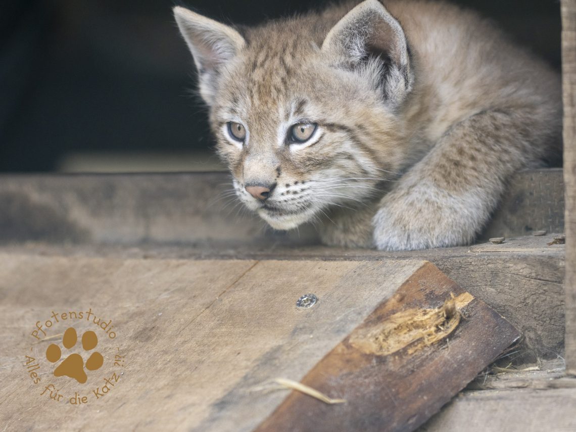 Europ_ischer_Luchs_6250636-2