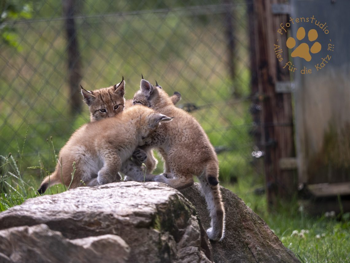 Europ_ischer_Luchs_6250660