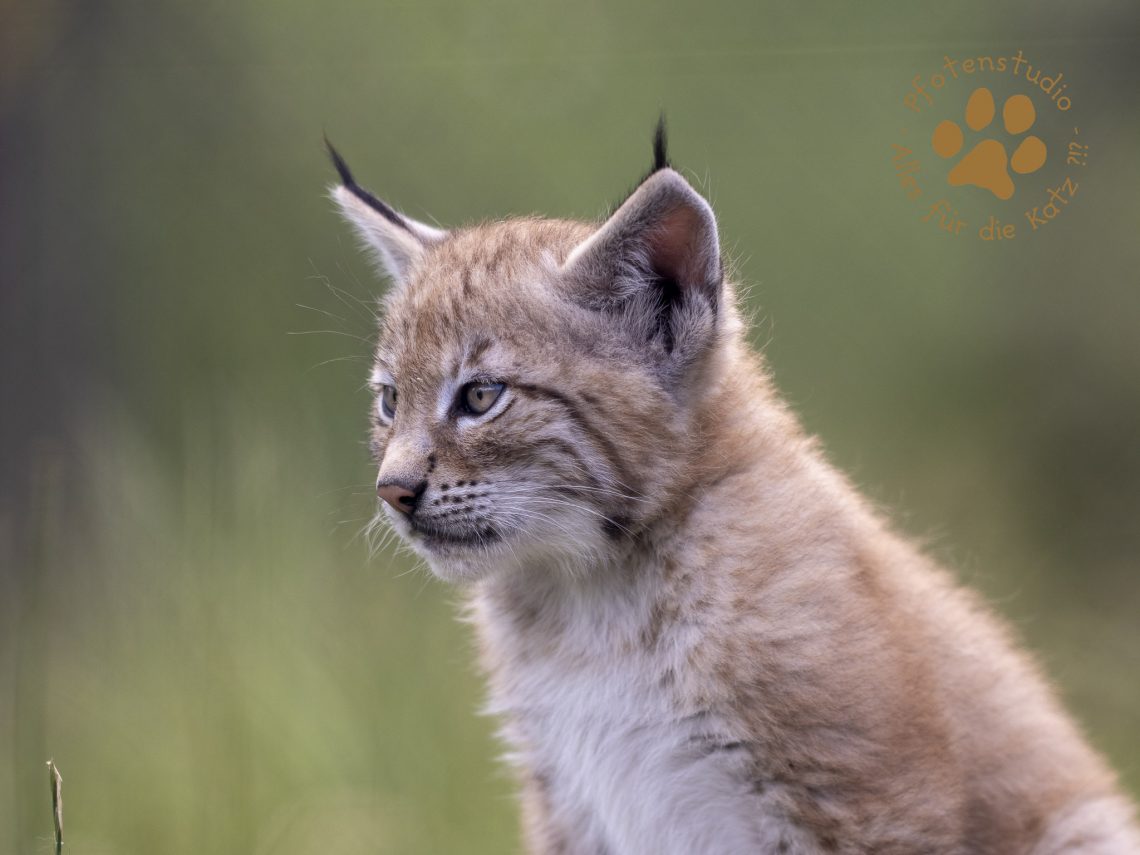 Europ_ischer_Luchs_6250667-2