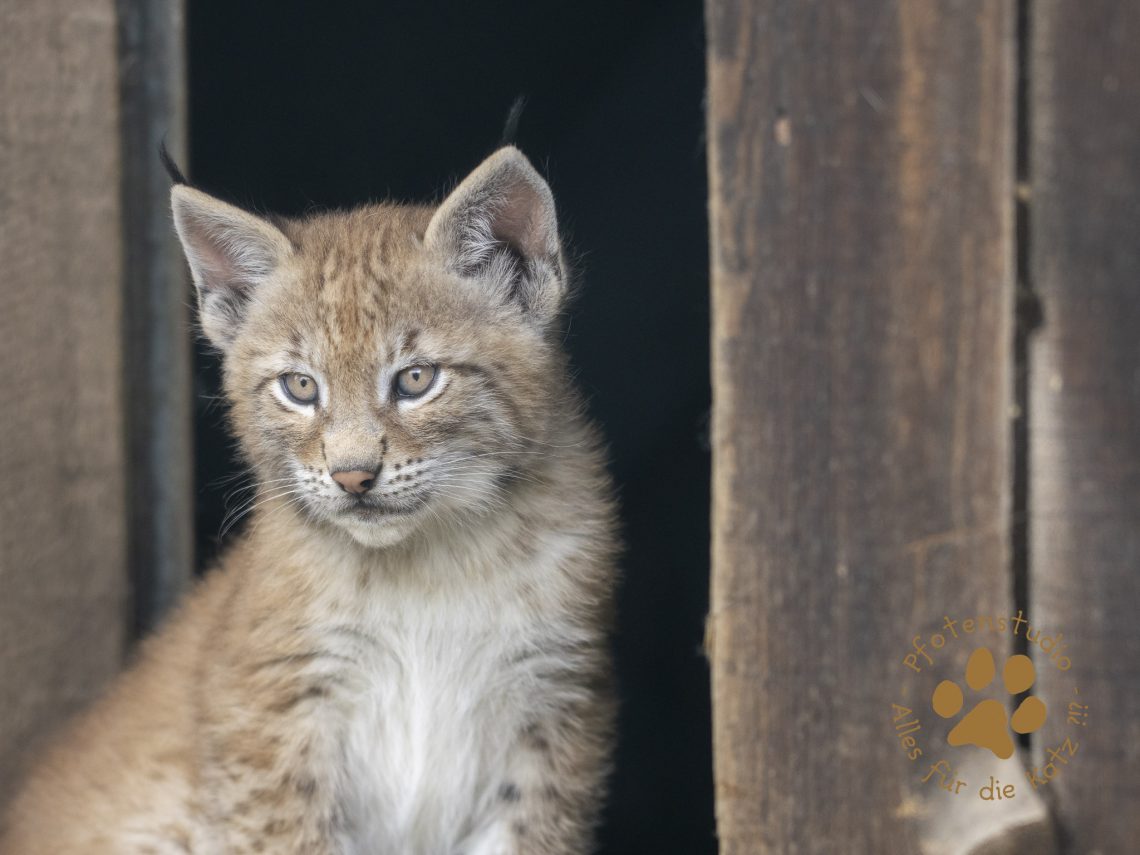 Europ_ischer_Luchs_6250675-2
