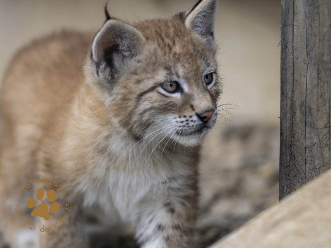 Europ_ischer_Luchs_6250677-2